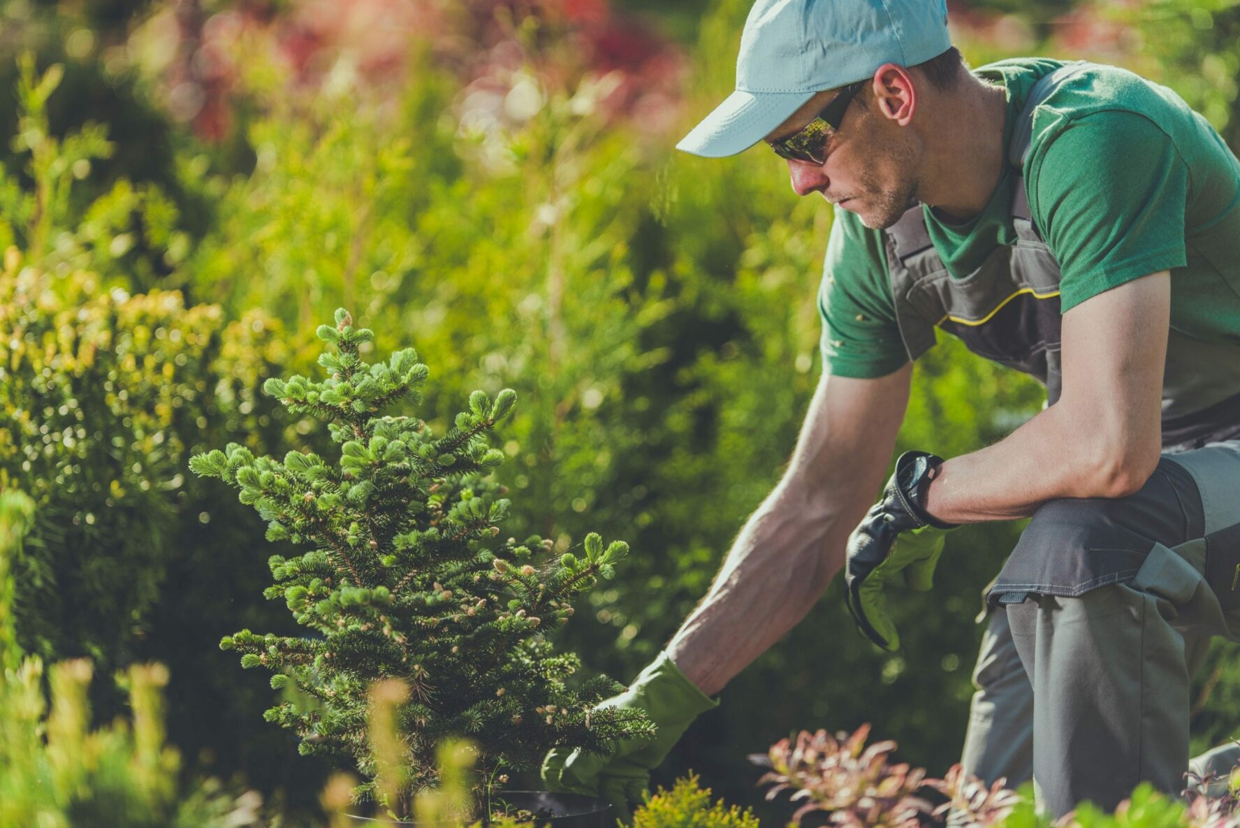 landscaper planting trees