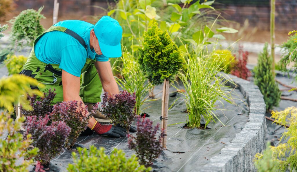 Landscape professional planting and arranging decorative shrubs in a garden design project, representing how digital marketing, local search visibility, and Google algorithm updates affect landscapers and home improvement services.